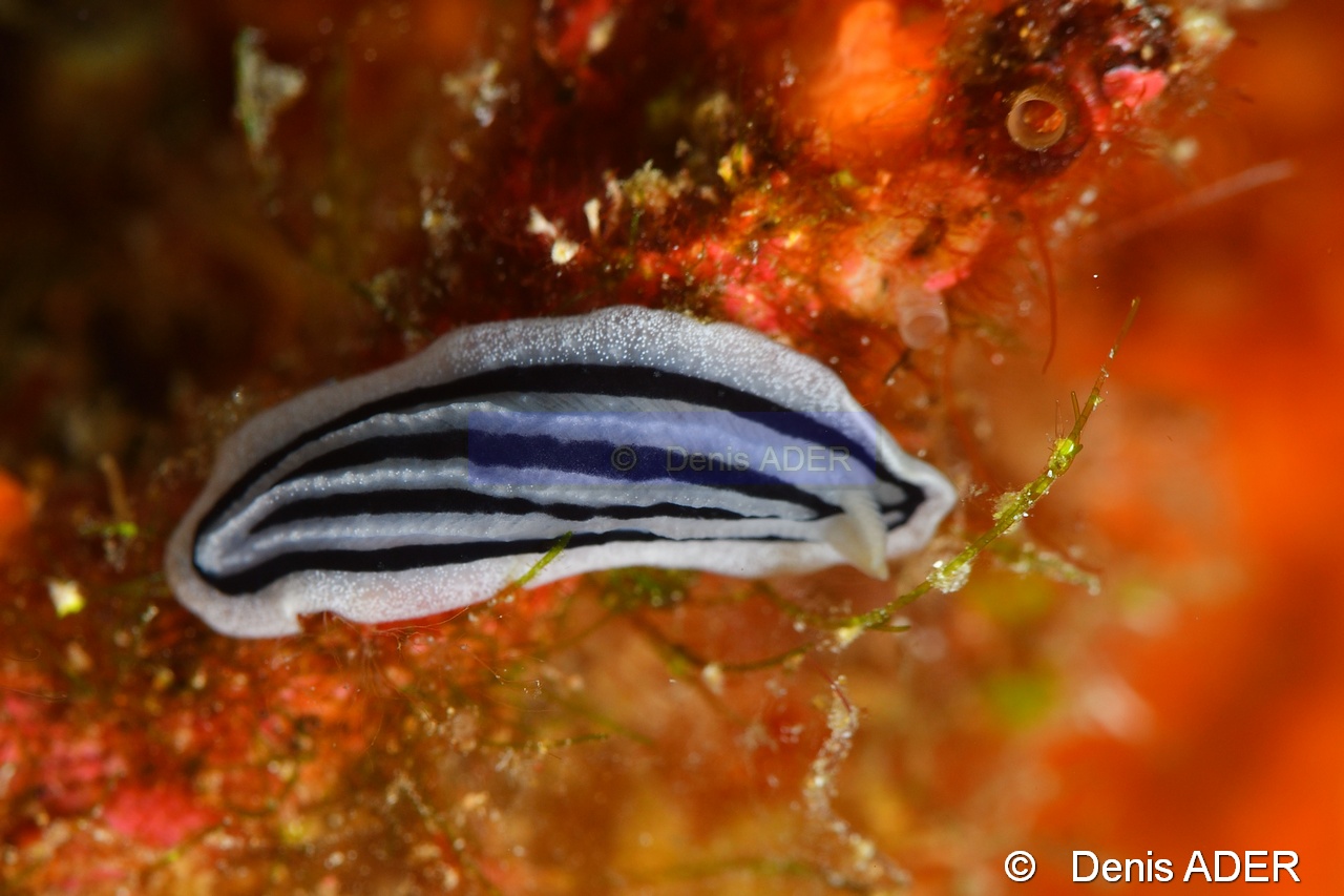 Phyllidiopis striata-Tomia Marimabuk-12m-20180526-Denis-ADER-DSC_0877_tn.jpg